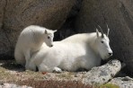 mountain goat, goat, mountain, Denver, Colorado
